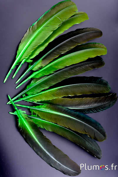 Pfau blau - 30-40 cm - limettengrün-braun